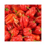 PIMENT ANTILLAIS CARTON DE 4KG ITALIE